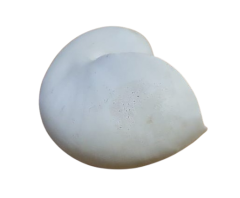 Ракушка 10 см