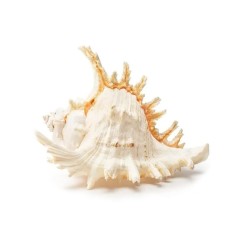 Ракушка «Мурекс» 16 см