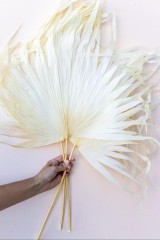 Лист пальмы белый